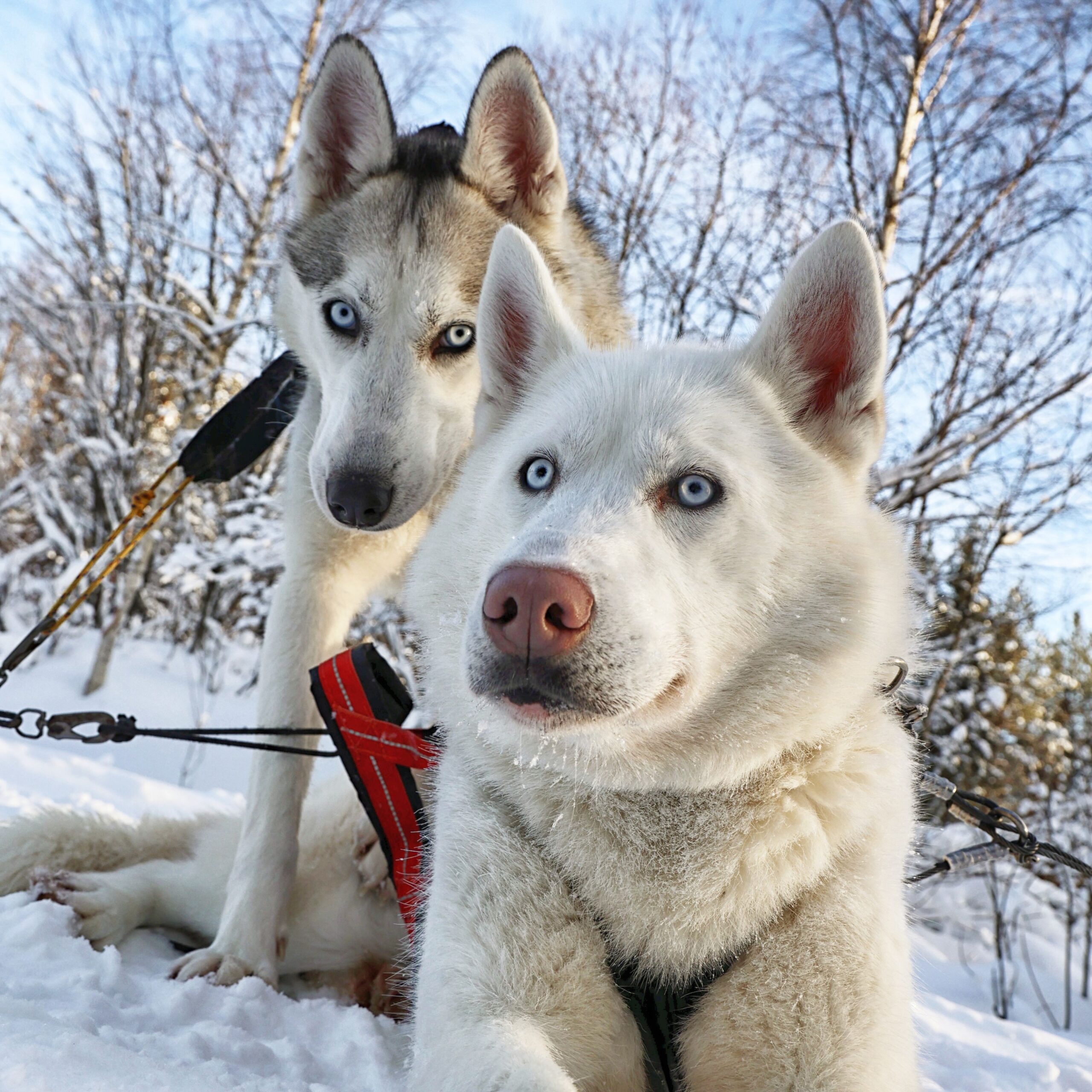 HUSKY1